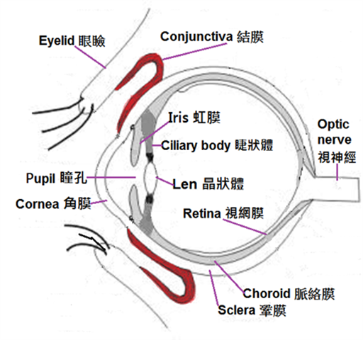 Anatomical structures of eye in Western Medicine 